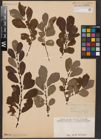 Foto von Salix aurita L.